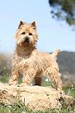 CAIRN TERRIER 230